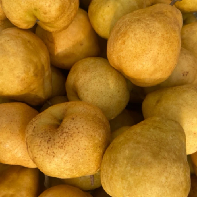 山东丑梨软糯香甜爆汁醇甜当地气温在—10℃～10℃范围外不发货