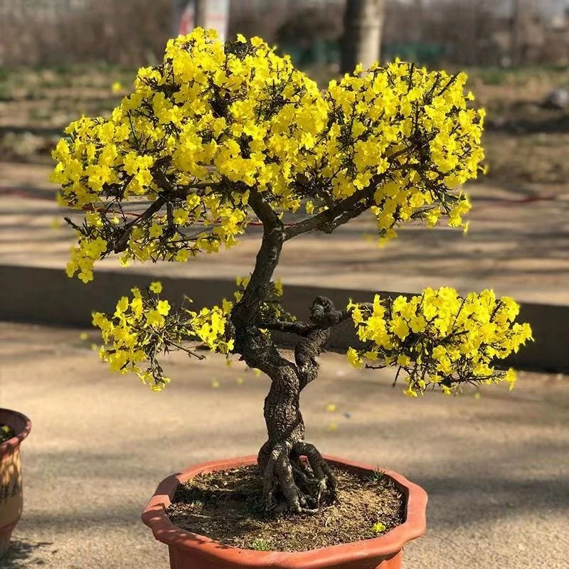 迎春老桩盆景桩室外耐寒一物一拍