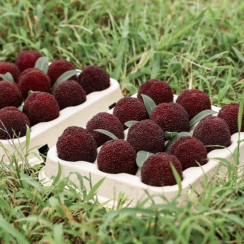 10A现货】正宗浙江仙居东魁特大杨梅水果40颗顺丰包邮空运冷链