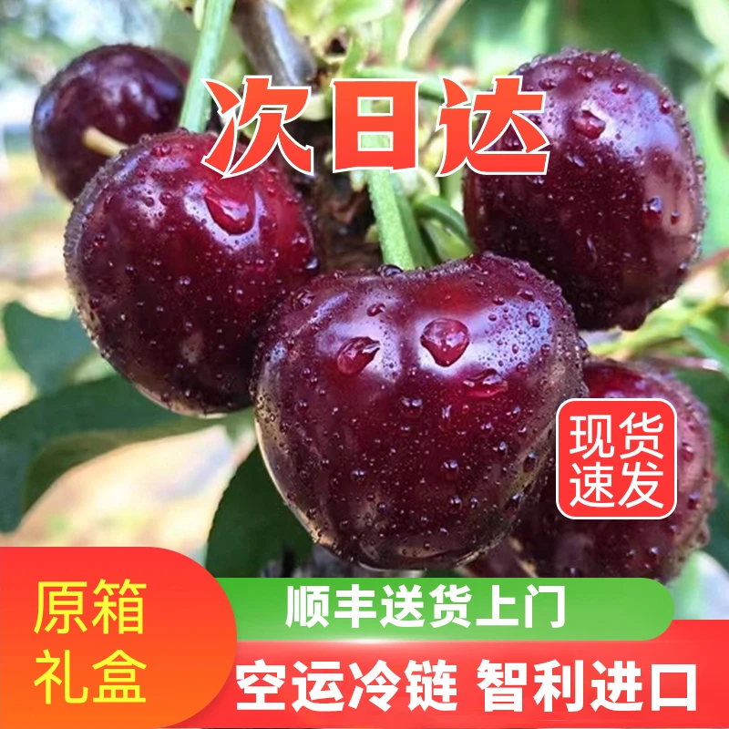 现货现发五斤原箱智利原箱进口车厘子新鲜水果JJJJ顺丰冷链包邮