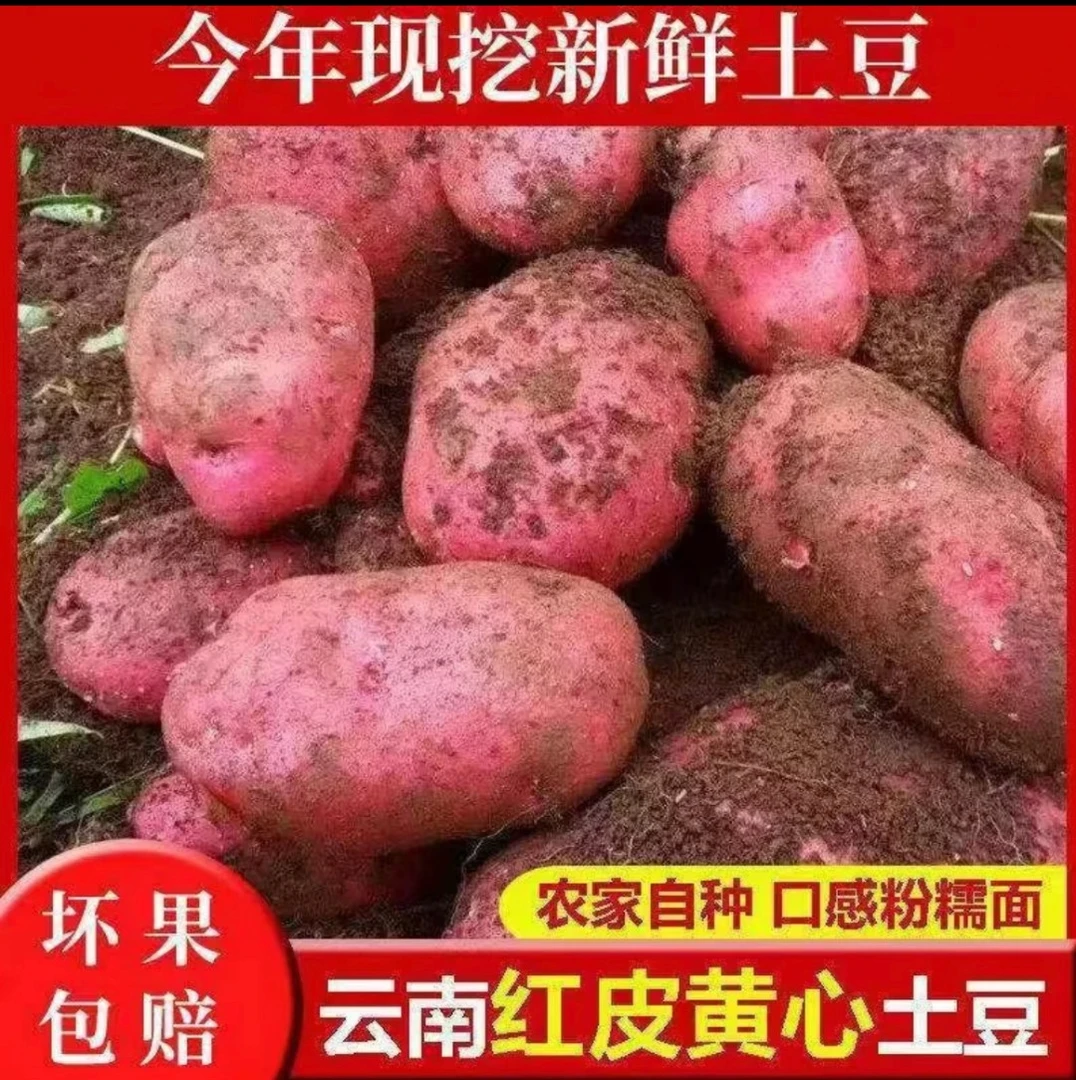 云南红皮黄心土豆新鲜现挖农家自种蔬菜马铃薯9斤