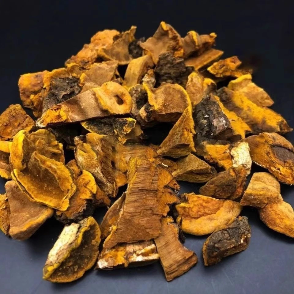 正宗桑树桑黄正品云南特级桑黄林芝整枝非灵芝
