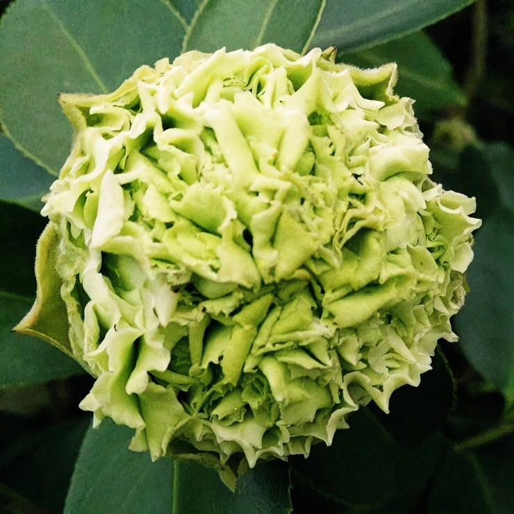 【绿可娜】茶花盆栽进口珍贵品种室内阳台办公室庭院绿植花卉冬季