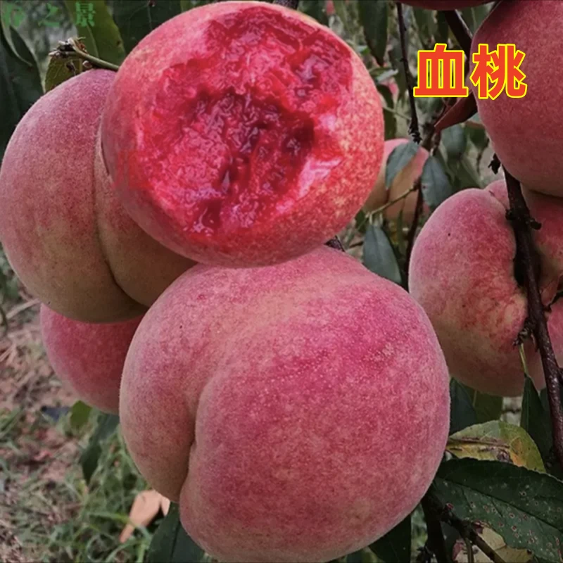 血桃树苗嫁接特大果树果苗盆栽果树果苗南北方耐寒地栽种当年结果