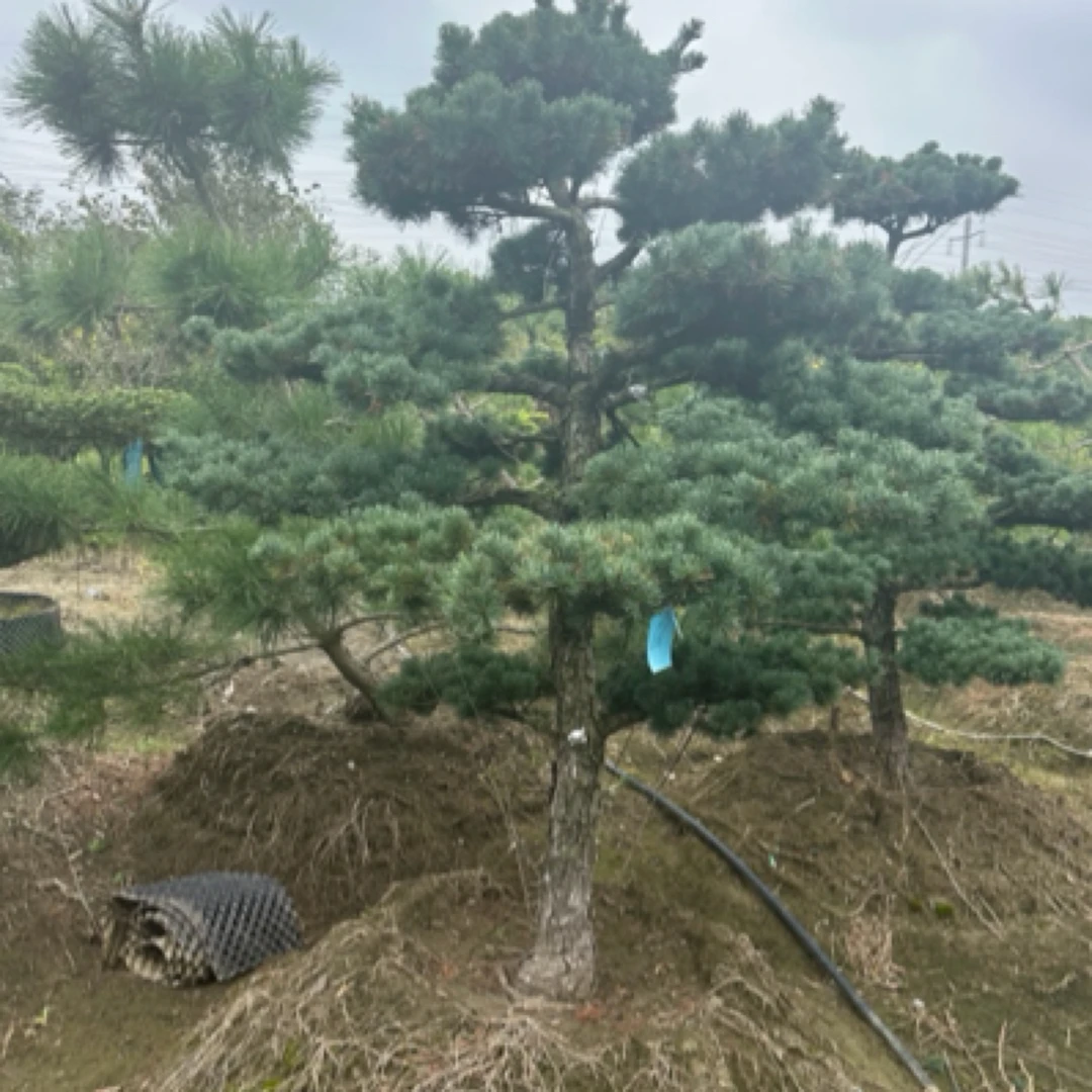 造型五针松，庭院绿化。