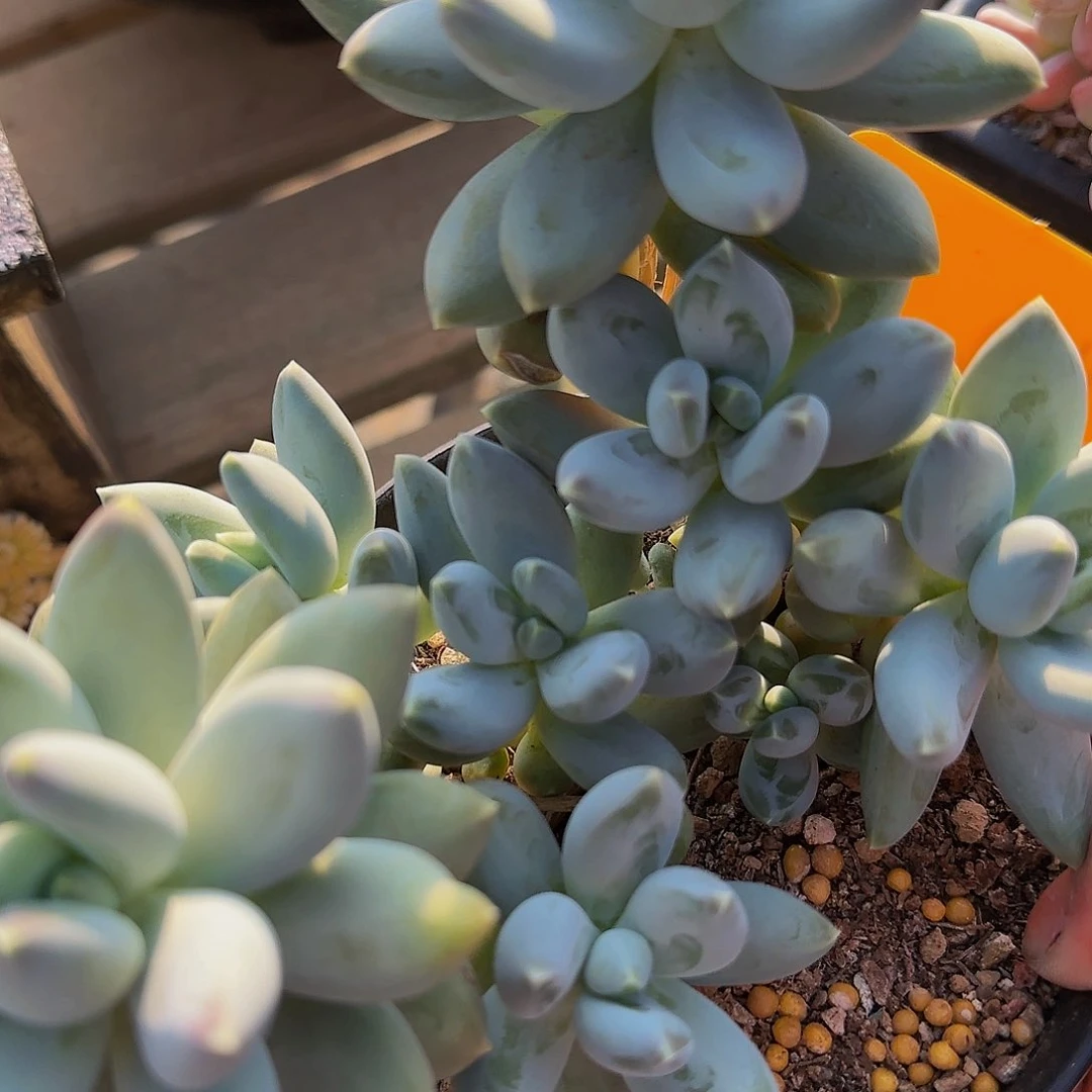 风nomnomnom啦咯哦哦哦呃