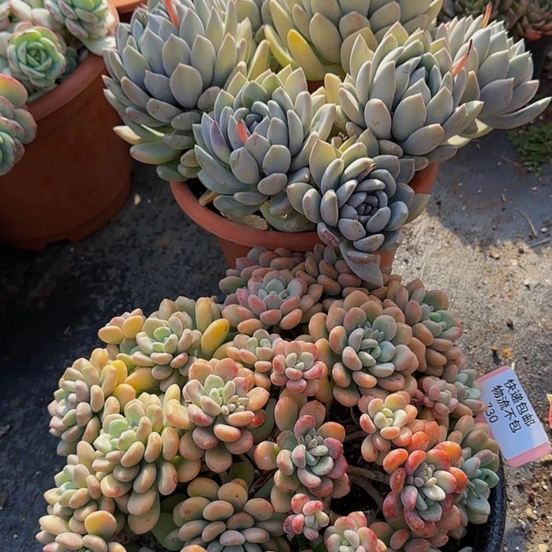 【闪购商品】啦啦啦啦
