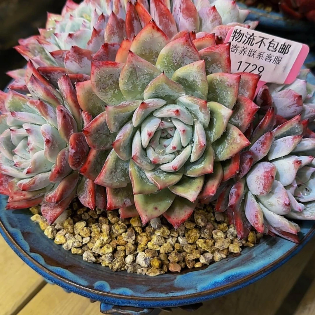 【闪购商品】涛*1729