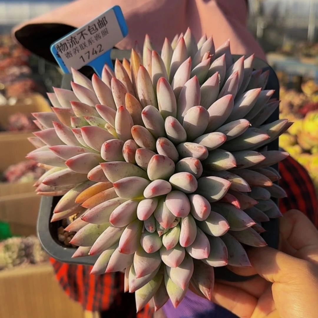 【闪购商品】龙**纺