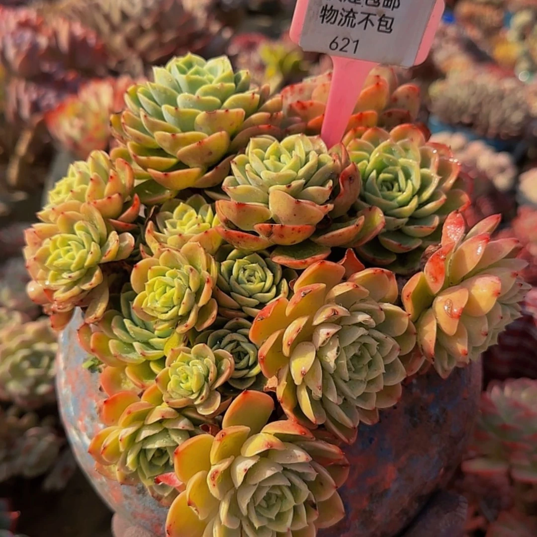 【闪购商品】桐*啦啦啦啦