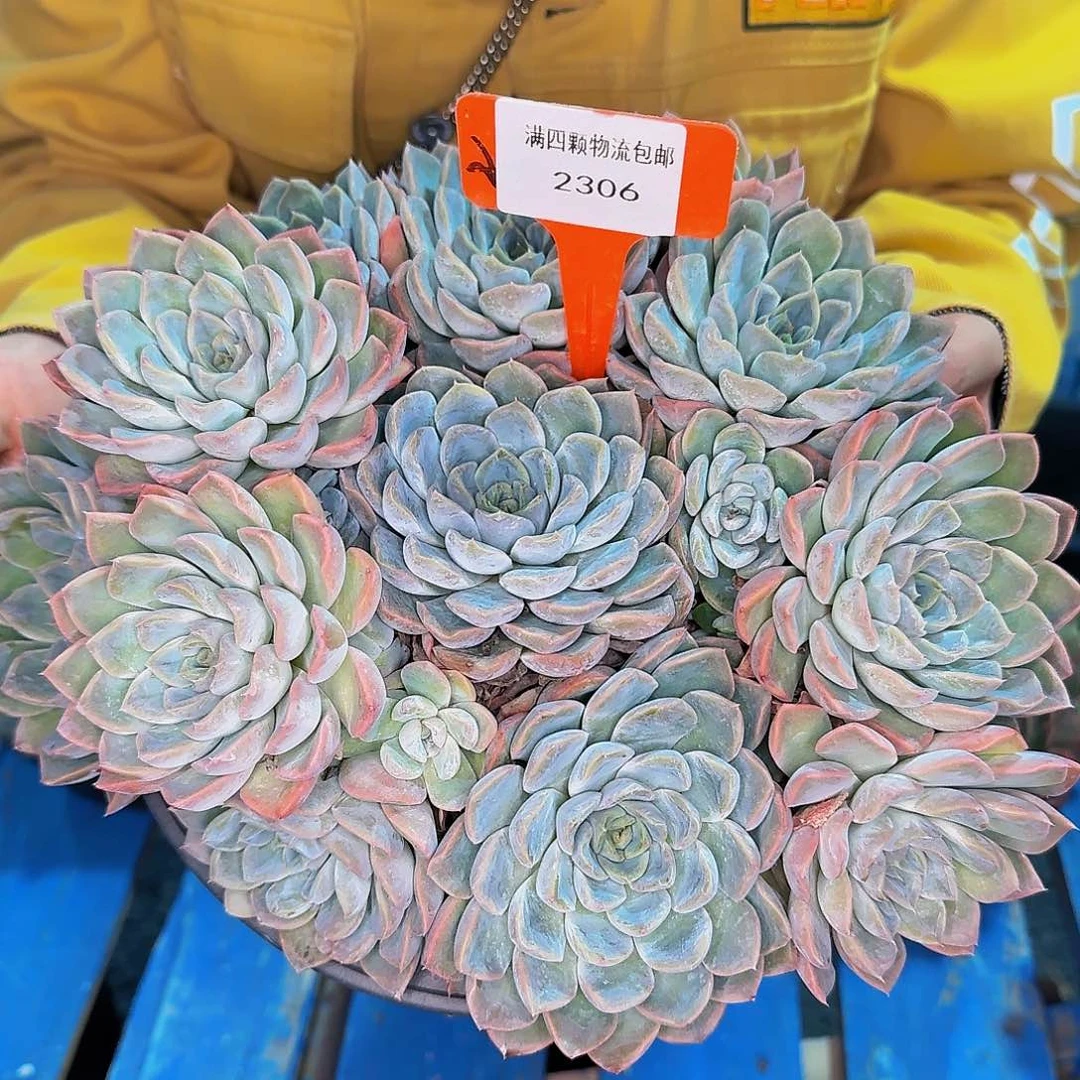 睡觉咯哦哦哦哦哦哦叶**