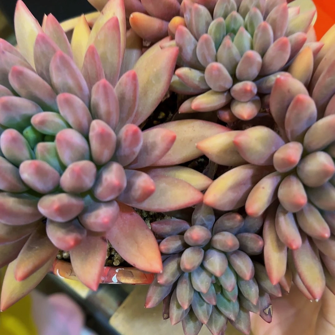 勿*我他哈怕他他爸爸吧