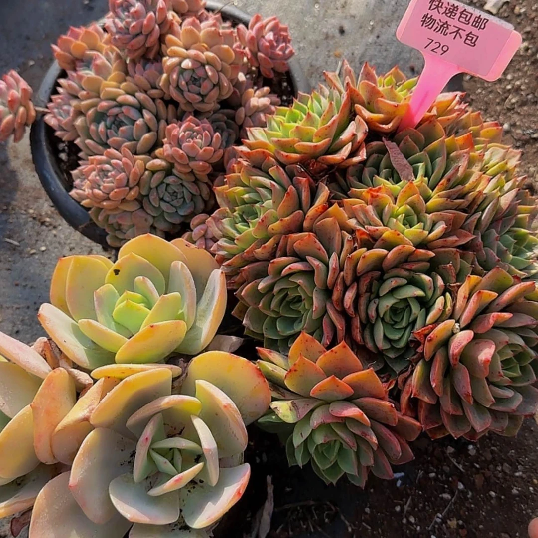 【闪购商品】啦啦啦啦啦