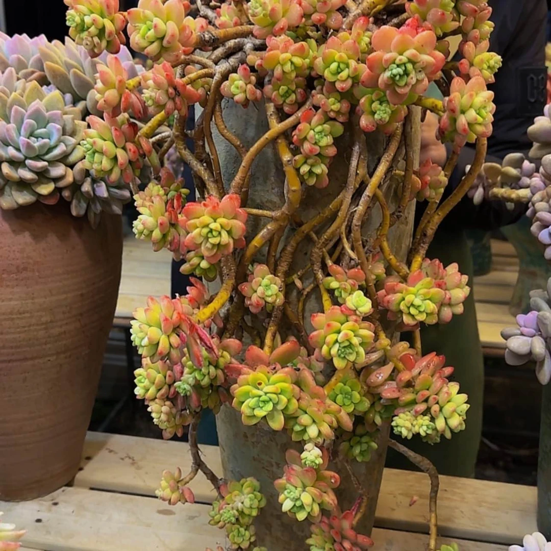 【闪购商品】男*2241香格里拉