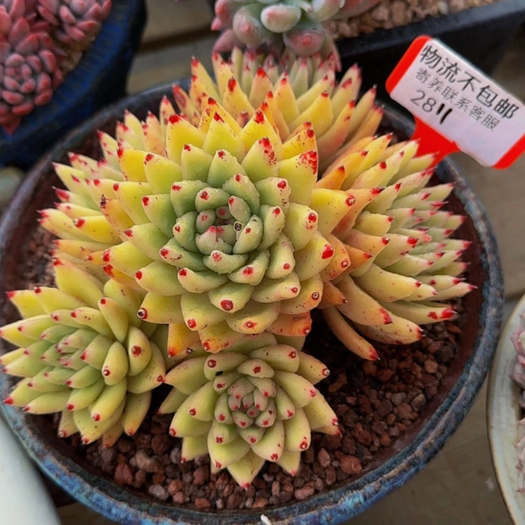 【闪购商品】Y***l2811不带盆