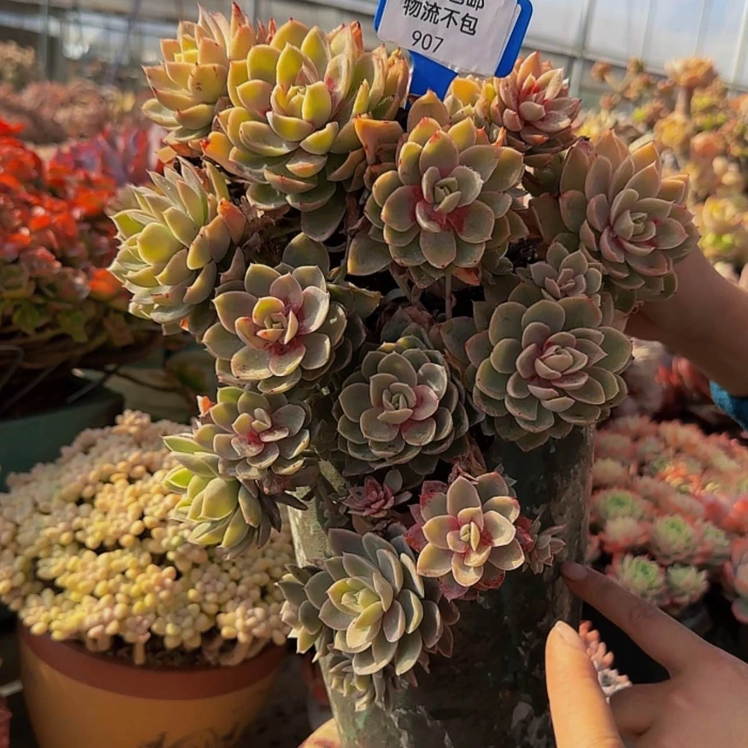 【闪购商品】907来来来