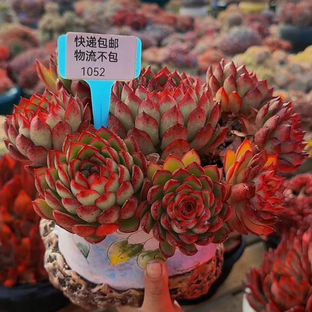 【闪购商品】1052来来来