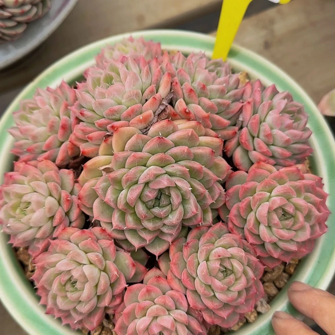 【闪购商品】小*阿来了