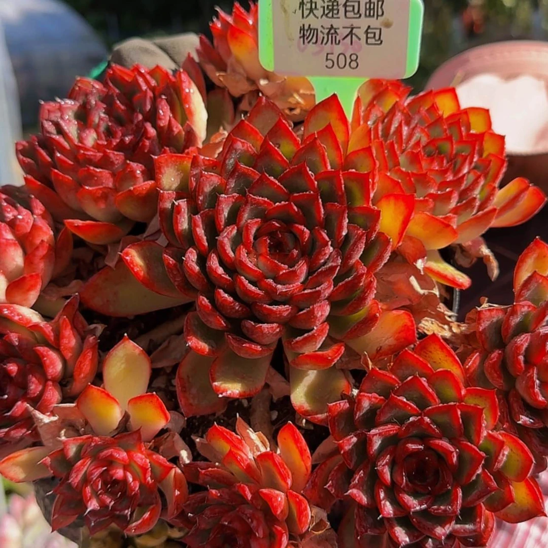 【闪购商品】啦啦啦啦啦