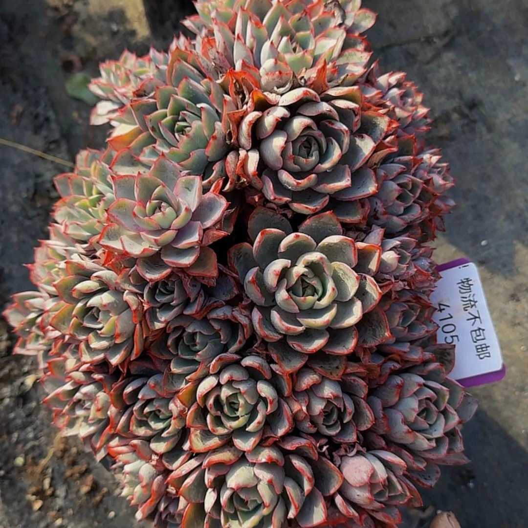 【闪购商品】啦啦啦啦啦