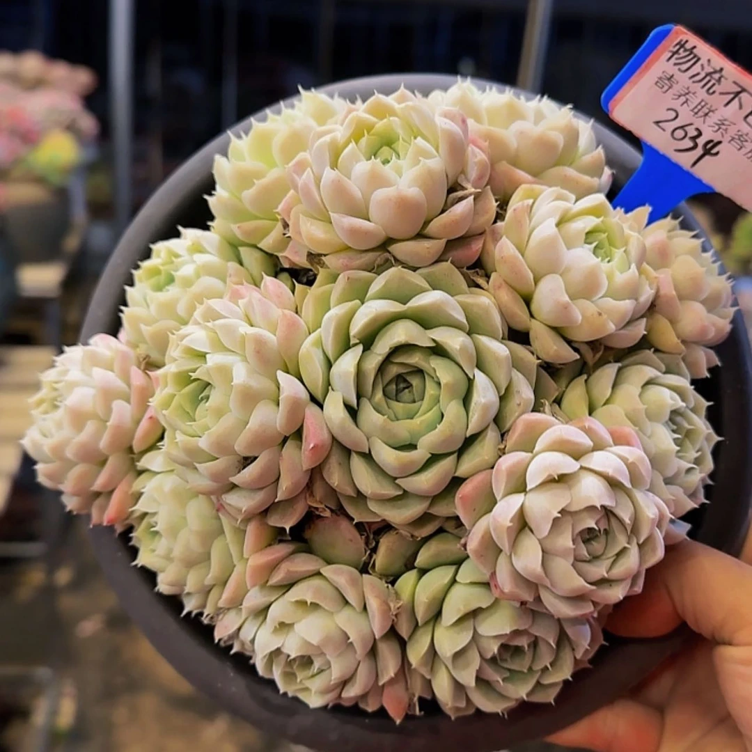 【闪购商品】张来来来