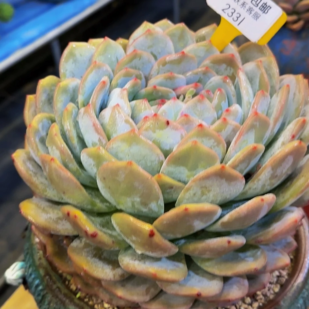 【闪购商品】大****业