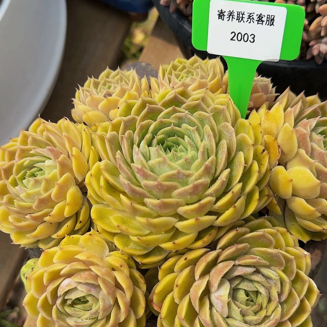 赶紧咯哦哦哦哦哦安***い