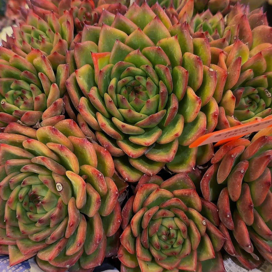 慧* 啊哈怕他爸爸啊爸爸