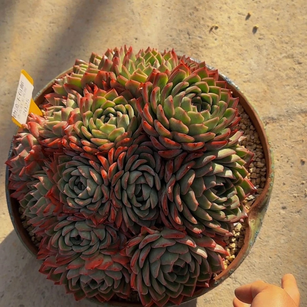 【闪购商品】龙**纺