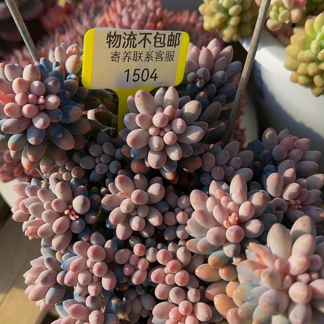 【闪购商品】消*来来来