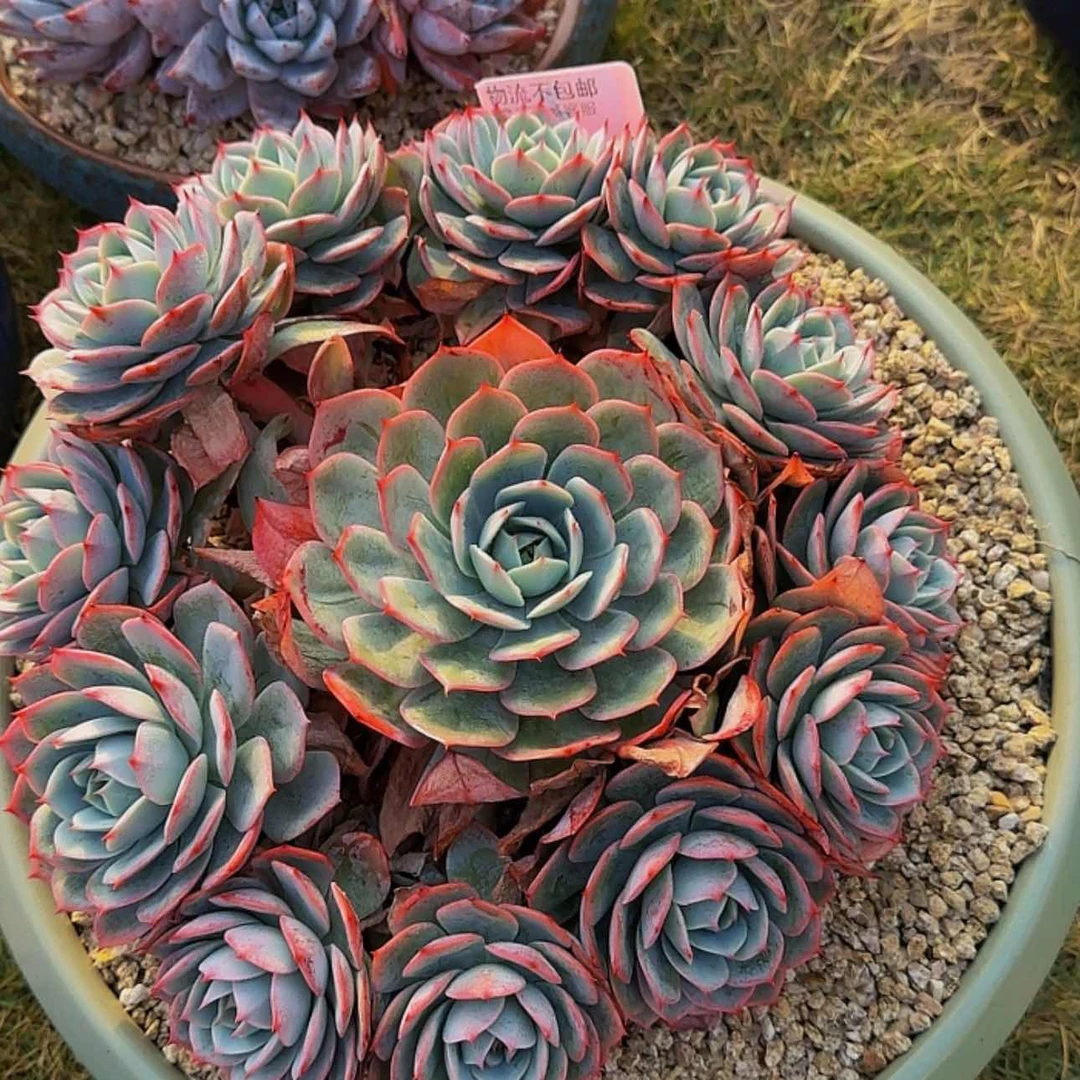 【闪购商品】男*来来来