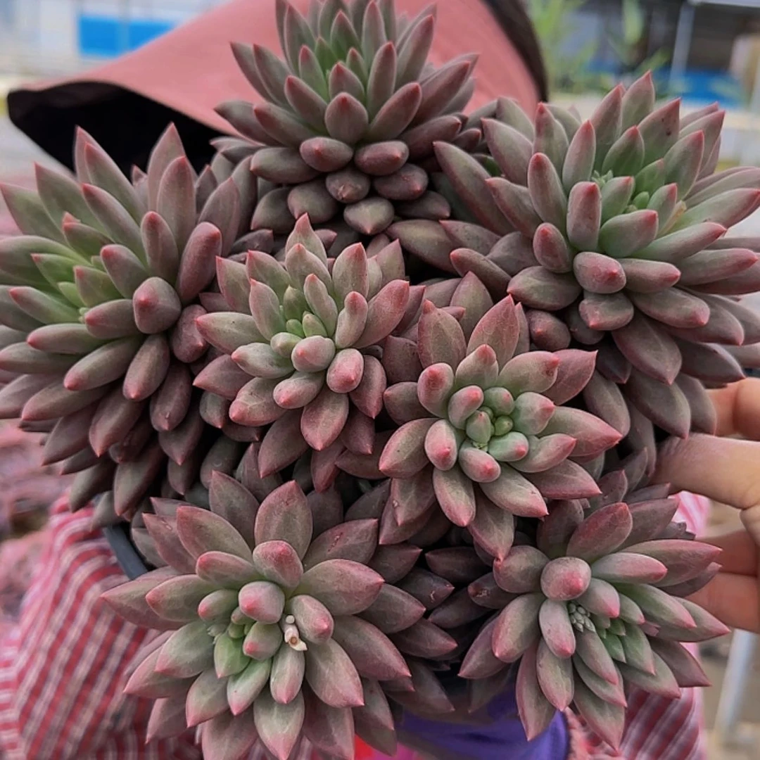 【闪购商品】努****蚁