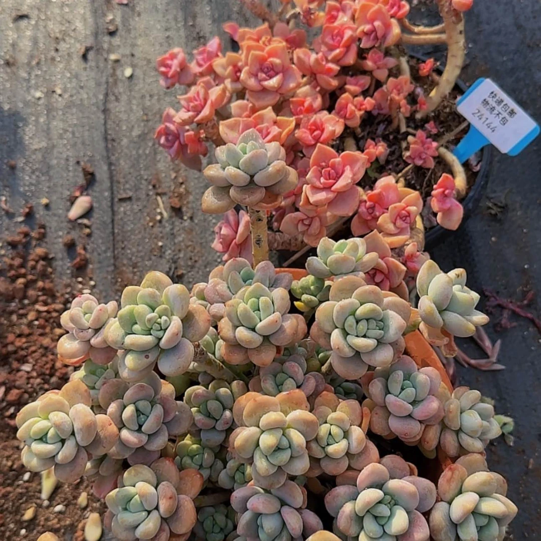 【闪购商品】铁路客流咯
