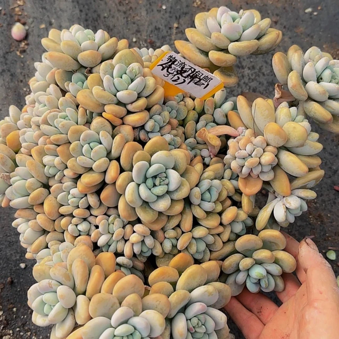【闪购商品】来来来来咯