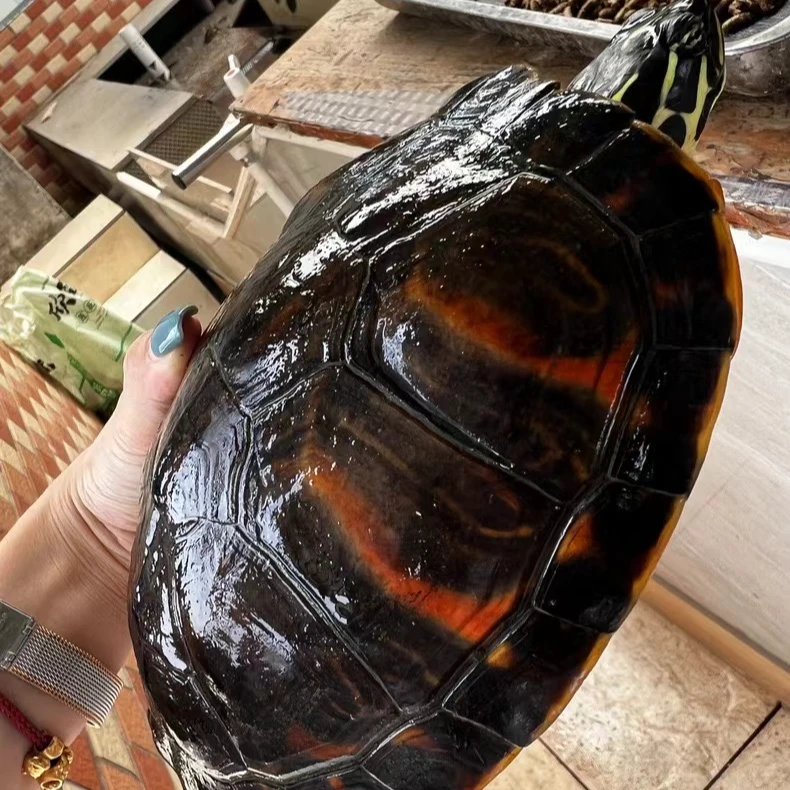 （小次品2-2.8斤）火焰稳产种龟 观赏龟 直播间链接