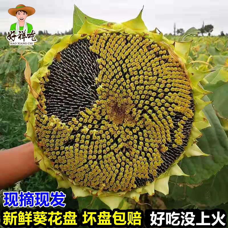 新鲜葵花盘现摘生吃向日葵湿瓜子葵花头原味瓜籽1-2盘约1-5斤