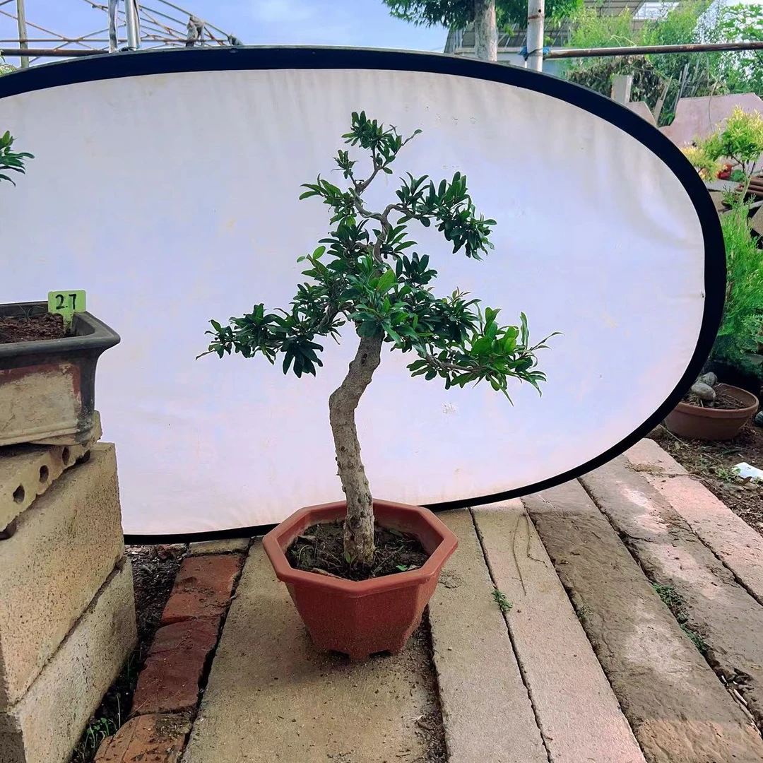 大红袍盆景一物一拍