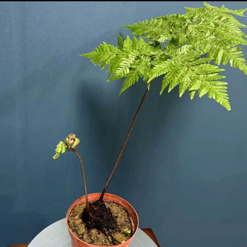 绿植红磷蕨瓶景植物蕨类室内水培土培蕨净化空气蕨类瓶景包邮到家