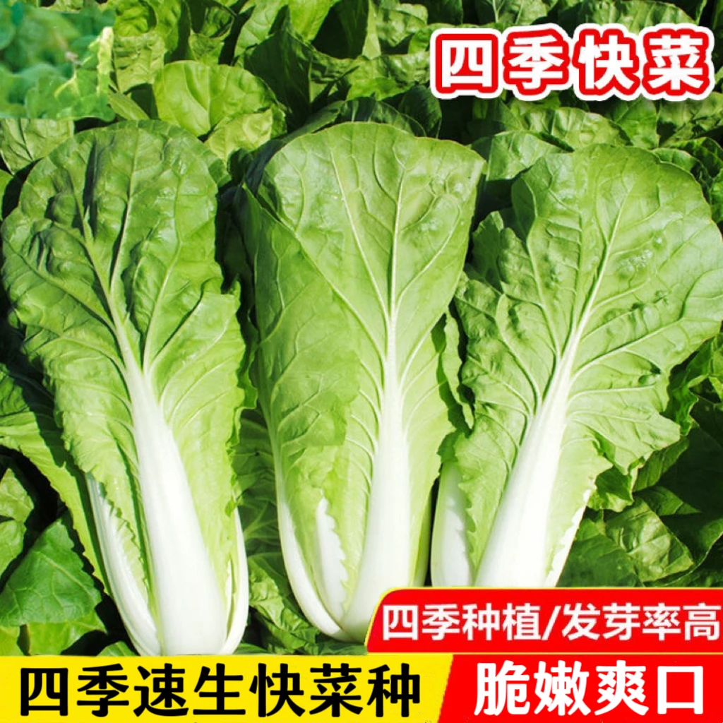 四季快菜种子速生大白菜种子四季可采摘20天高产早熟蔬菜青菜种子