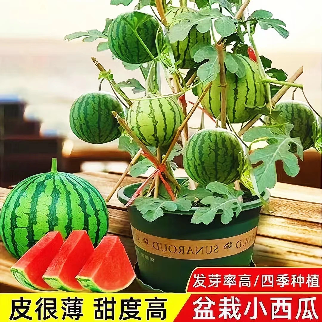 盆栽麒麟西瓜种子无籽蜂蜜小西瓜阳台庭院高产水果种子四季播种籽