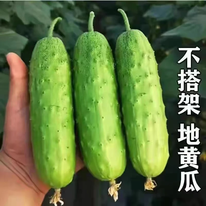 懒人满地爬黄瓜种子免搭架脆甜水果四季黄瓜菜籽农家小院蔬菜种籽