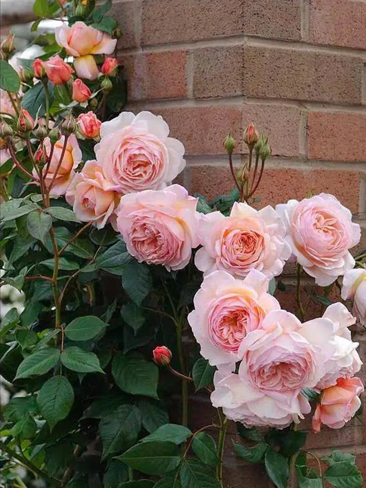 亚伯拉罕月季花大苗奥斯汀大花浓香阳台庭院绿植物盆栽四季开花卉