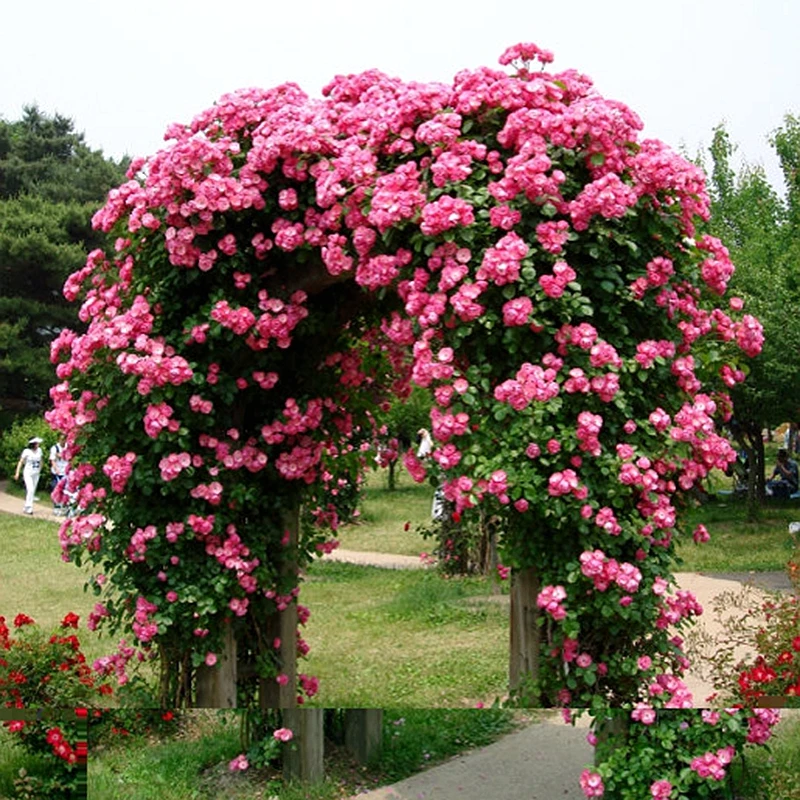 安吉拉爬藤月季粉色花多季节开花别墅庭院做花墙拱门花园耐寒藤本