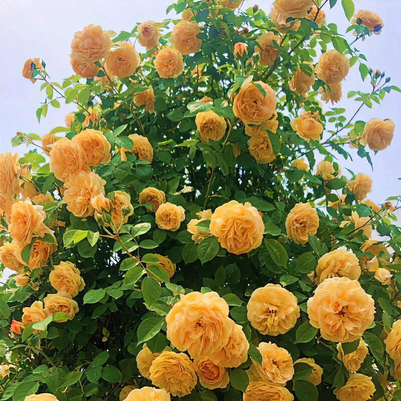 黄金庆典爬藤月季多季节开花大花浓香型栽种带土藤本黄色冬季夏季