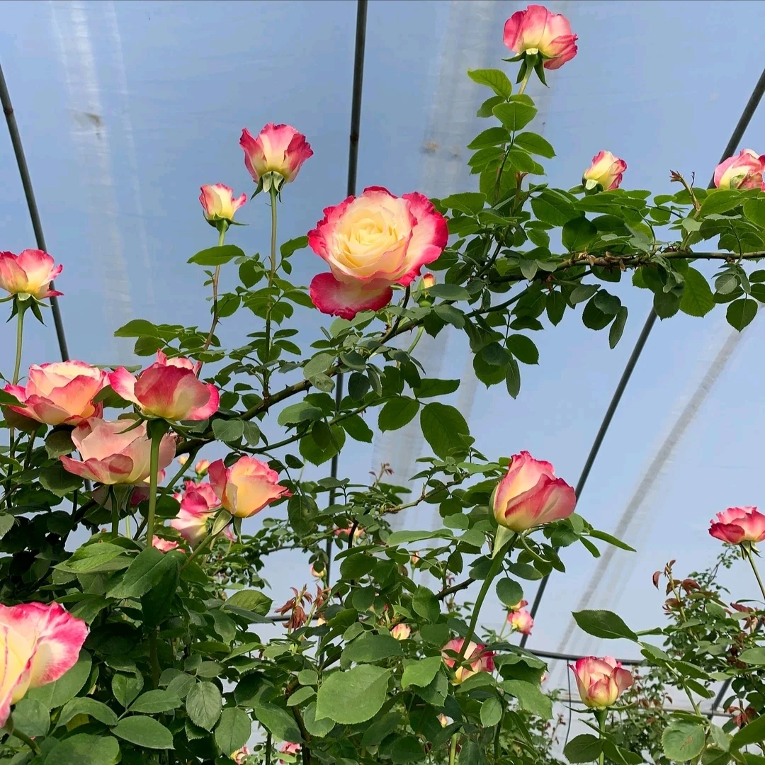 欧月藤本红双喜爬藤月季多季节开花大花浓香母本大苗坐花墙拱门花