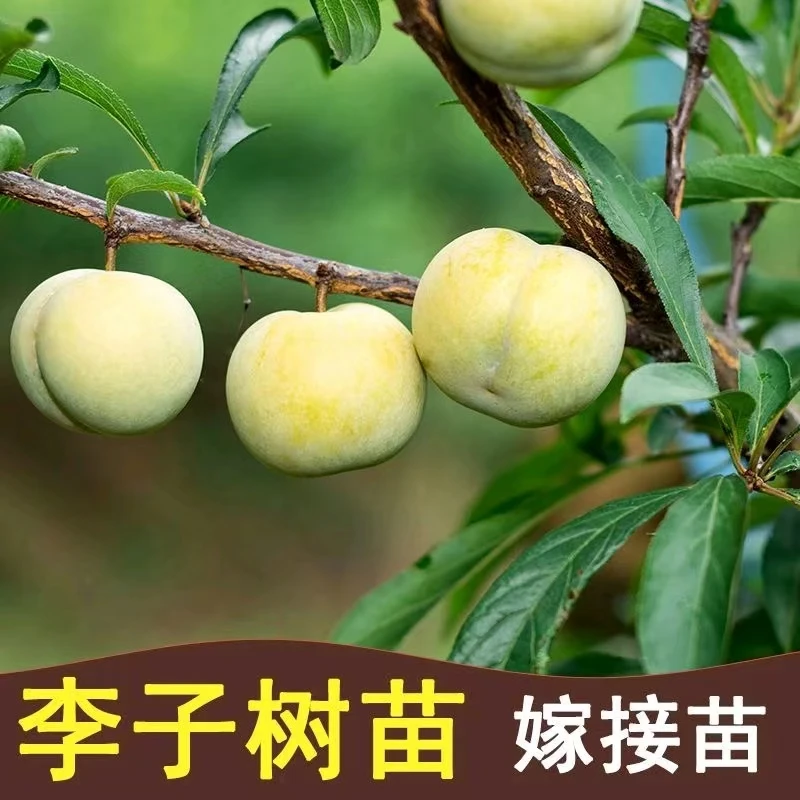 嫁接李子树苗蜂糖李子苗