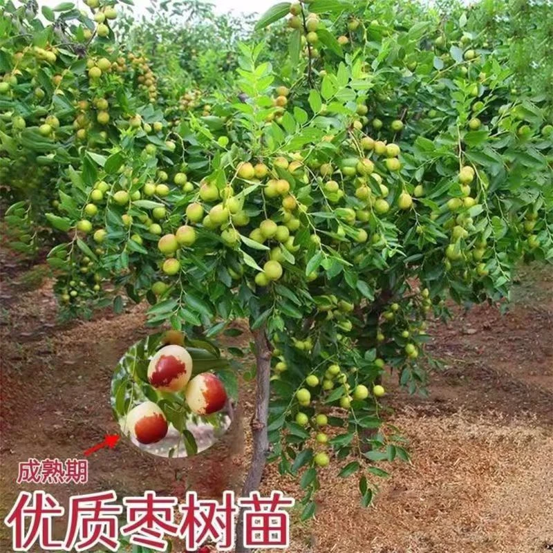 枣树苗 一物一拍 庭院地栽盆栽