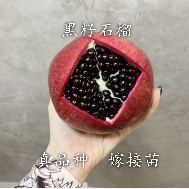 石榴树树苗以色列软籽无籽蒙阳红石榴盆栽庭院水果树特大带土果苗