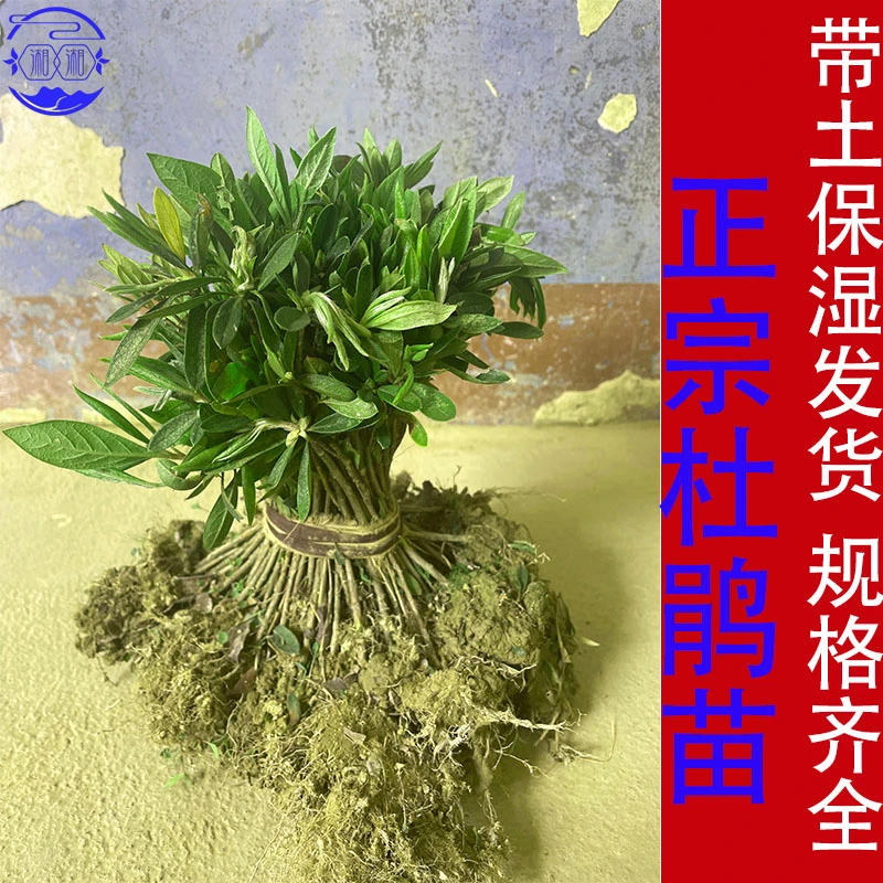 杜鹃树苗四季常青庭院绿化苗木 花园植物园林绿植花卉毛杜鹃 春季