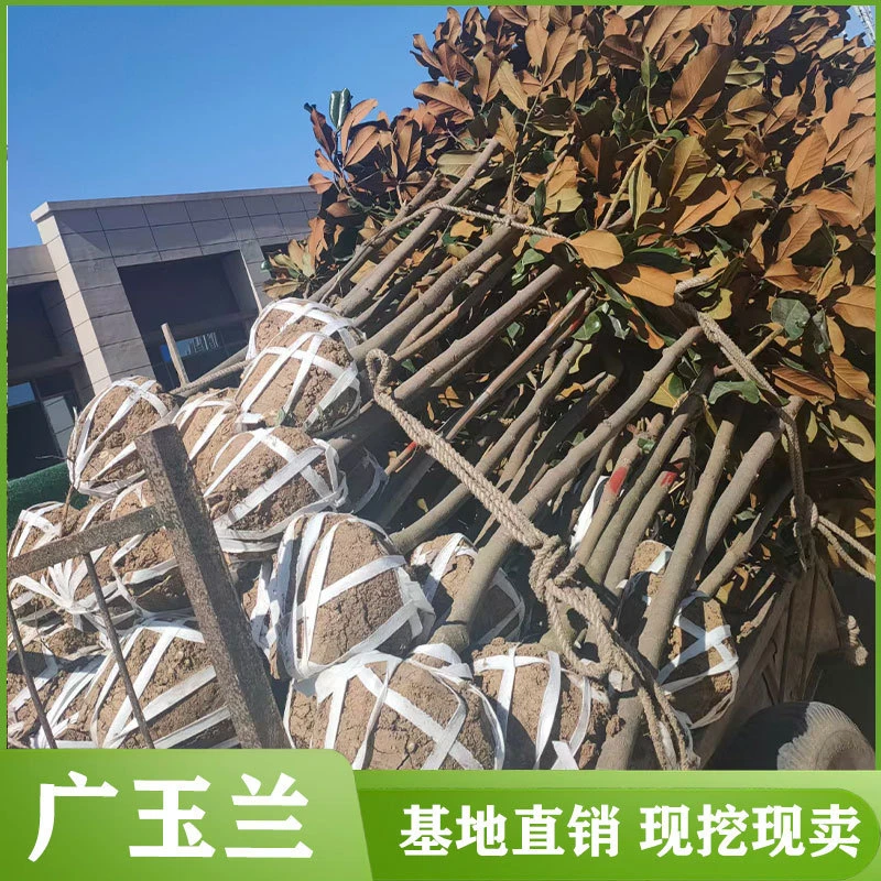 绿化苗木广玉兰小苗庭院四季常绿广玉兰荷花玉兰苗盆栽广玉兰树苗